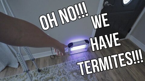 OH NO WE HAVE TERMITES! WILL WE EVER GET RID OF THEM?