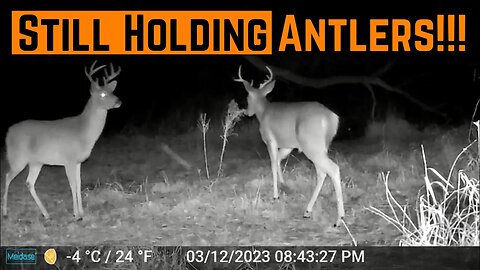 BUCKS Still Holding ANTLERS!!! (Caught On Camera!!!)