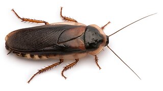 How Cockroaches Are Becoming Invincible