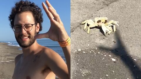 crab fights man's shadow , Try Not To Laugh