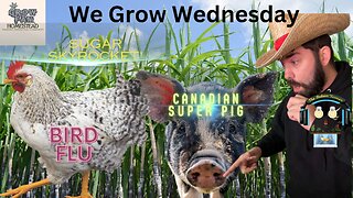 We Grow Wednesday! What's Growin On In The Ag World? Sugar, bird flu, Canadian super pigs?