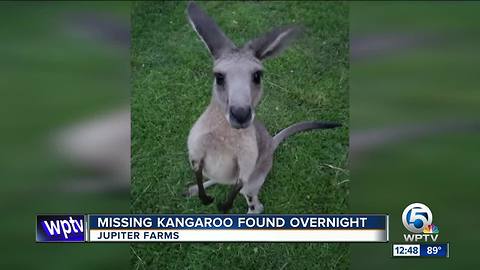 Missing kangaroo found safe overnight in Jupiter Farms