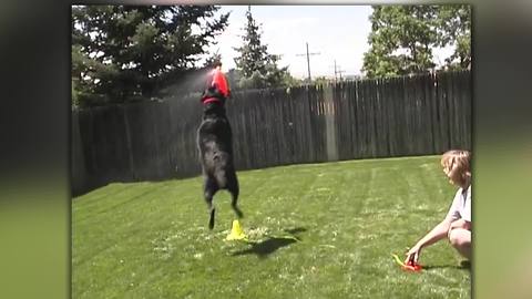 "Dog Enjoys Playing Fetch with Lawn Sprinkler!"