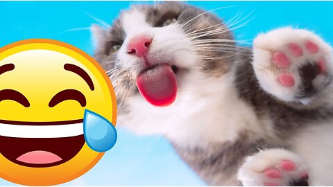 Funniest Animals🤣😂 New Funny Cats and Dogs Videos 😹🐶/ Part 2
