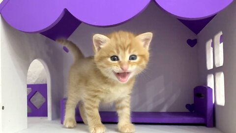 Ginger adopted kitten examines the dollhouse