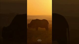 Elephants In The Morning Mist #shorts | #ShortsAfrica