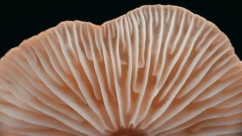 The Future Plastic Alternative Could be Mushrooms 🍄😄