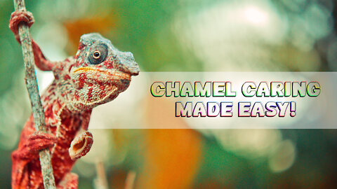 How to Take Care of Chameleons