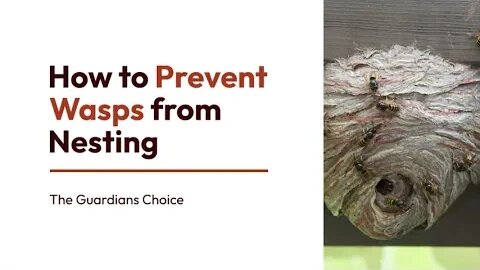 12 Simple Ways to Prevent Wasps from Nesting | The Guardian's Choice