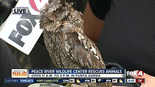 Peace River Wildlife Center rescues thousands of animals every year