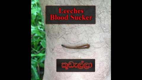 Blood Sucker | Leech | Leech Attack Humans | Kudella