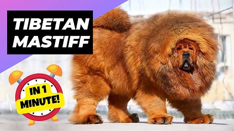 Tibetan Mastiff - In 1 Minute! 🐶 One Of The Most Expensive Dog Breeds In The World | 1Minute Animals