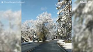 Un arbre enneigé met le feu!