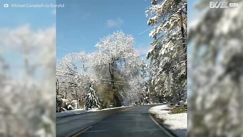 Un arbre enneigé met le feu!