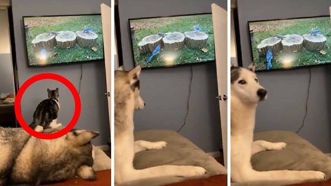 Cat tries to catch bird on TV, dog's reaction is just priceless
