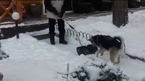 Cão enfrenta pá enquanto dono tenta limpar a neve