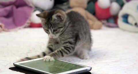 When Cats Play On An iPad, This Is What It Looks Like (And Why They Should)