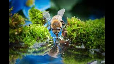 Watch the bee drinking water
