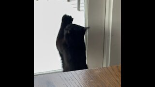 Cat wants outside - can anyone relate?