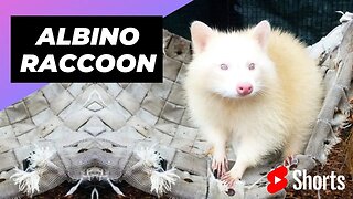 Albino Raccoon 🦝 One Albino Animal You Have Never Seen #shorts