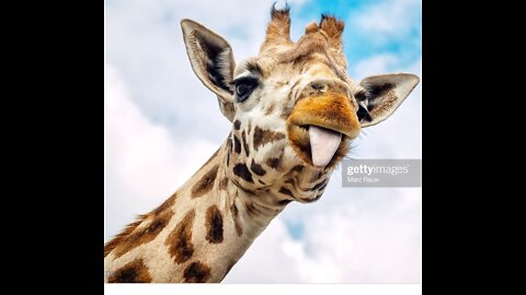 🦒Giraffes make 🤣🤣🤣🤣funny