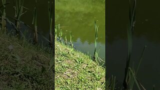 Grass Carp sunbathe by the shore #fish #shorts #shortsfishing #grasscarp