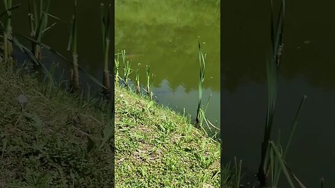 Grass Carp sunbathe by the shore #fish #shorts #shortsfishing #grasscarp