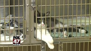 94 pets removed from home likely animal hoarding