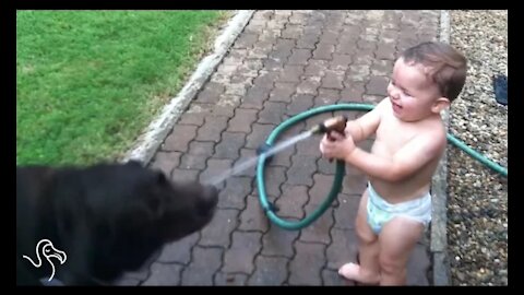 Babies Laughing At Pets The Dodo