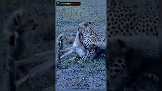 Cheetah hunting gazelle for his cubs