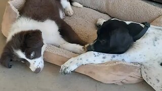 A Day In The Life Of DOG NAPPERS! 🐕🕴🤣 #3smellykids #bordercollie #englishpointer #farmlife #athome