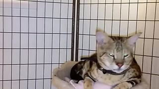Savannah Cat Is Furious Over New Kitten Addition