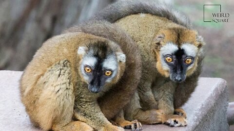 Interesting facts about Brown Lemur by weird square