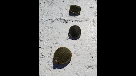 3 baby turtles in ONE skimmer!!!