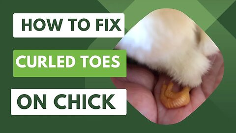 How to Fix Curled Toes on Chick