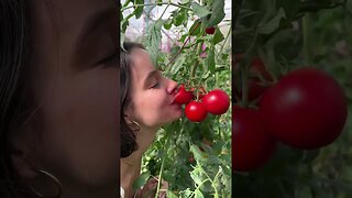 The best way to eat a tomato 🍅 #organic #health #wellness #tomato #fruit #gardening #holistichealt