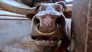 Sanctuary bull with intimidating horns asks guest for a head scratch