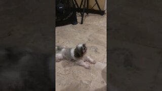 My Shih Tzu Puppy Sings After Me