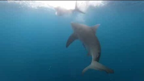Diver films deadly shark attack!