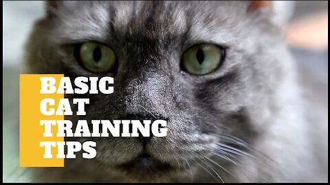 BASIC TRAINING FOR CAT