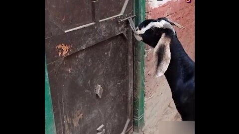 Cute Goat clever and honestly viral Goat #Shorts