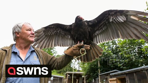 Somerset locals in uproar as man rescues VULTURE from Prague Zoo