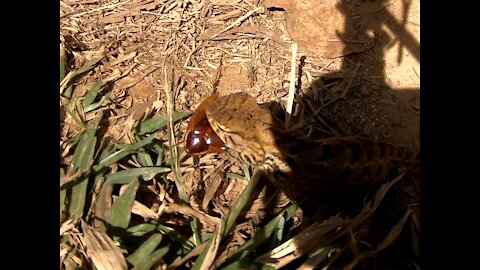 A Wild Lizard Preying on a Wild Cockroach!! (Self-made Documentary with Original Footage)