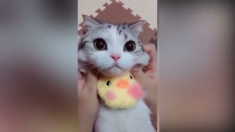 cut cats funny vidéo compilation
