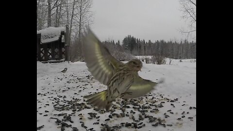 Army's of crazy birds collide!