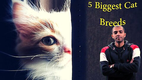 5 Biggest Cat Breeds