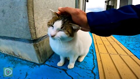 It was a chilly day with a light rain, so the cats in the harbor were gathering in the waiting room.