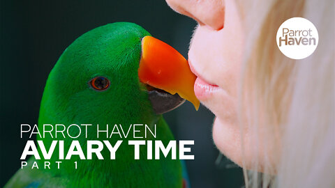 Spending Time with Eclectus Parrots in Large Aviary