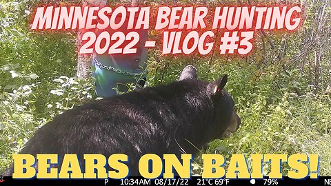 Minnesota bear hunting VLOG #3 - Bears with Bling