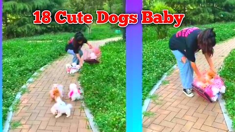 18 Cute Dogs Baby || Most Beautiful pup || Cute Baby || In one minute Video